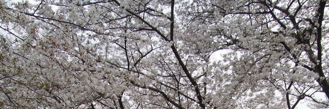 けんけん　2拍3連 banner