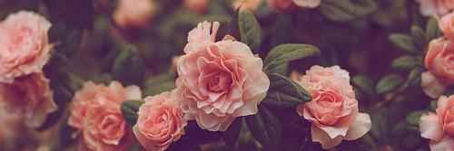 MarthaEscoda's profile banner image