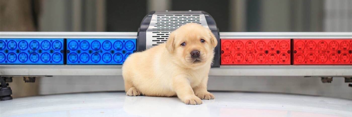 SendPuppyPics's profile banner image