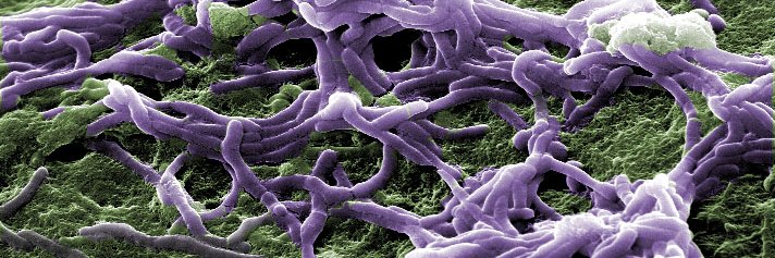 Mindy Engevik banner