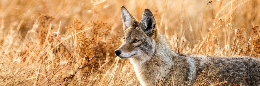 Ikari Coyote ☀️🌵 banner