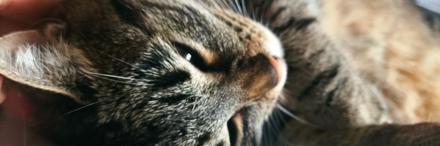 Shuri con carné banner