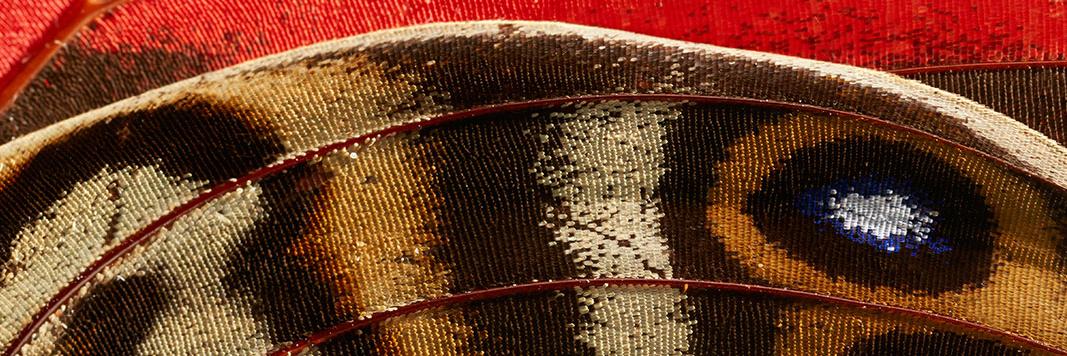 Anna McCallum banner