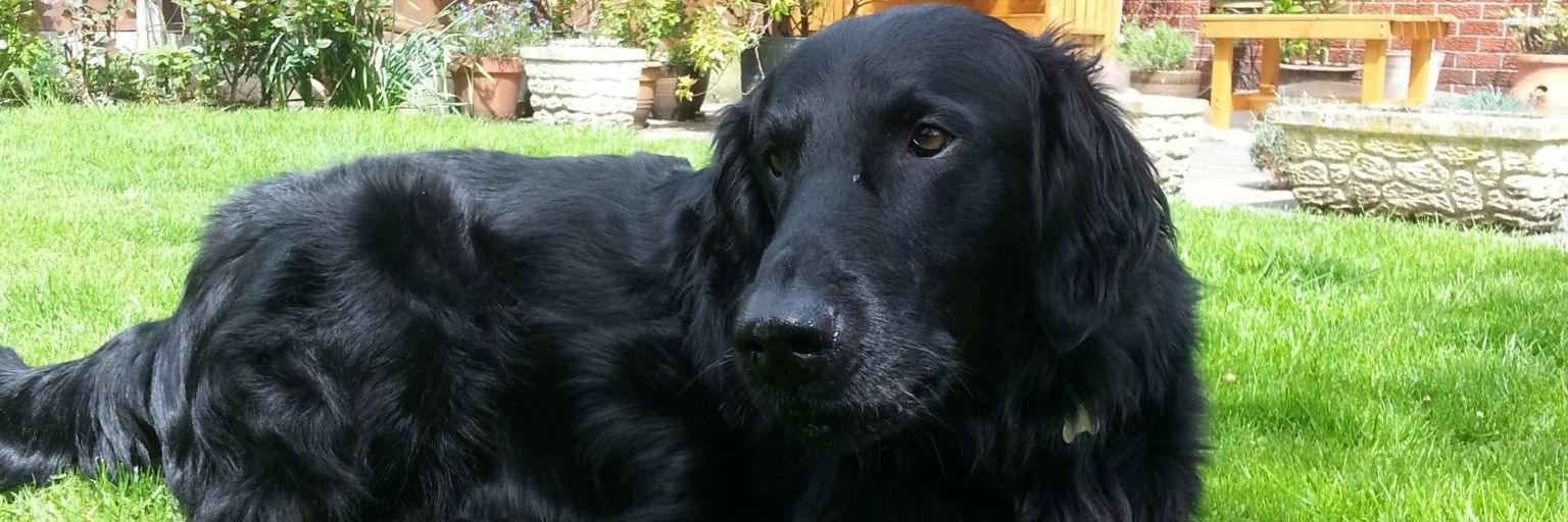 Harrison BT OTRB banner