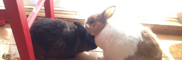 usako_haha Profile Banner