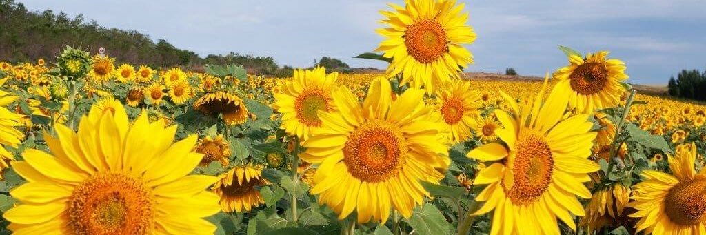 John Fitzpatrick banner