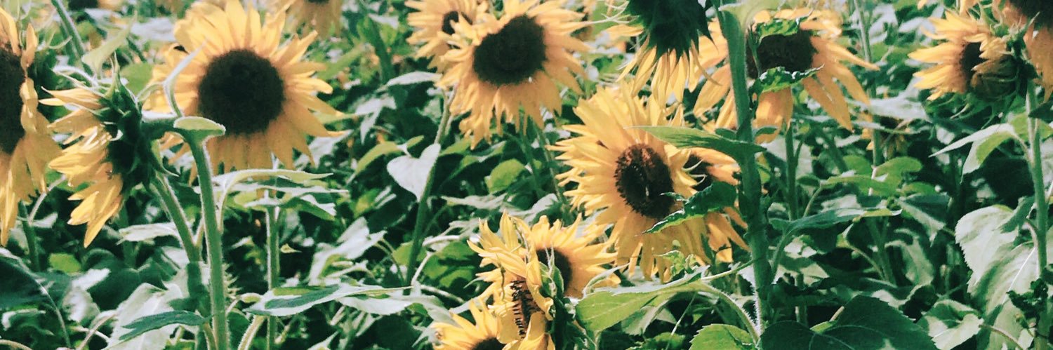 rachelannee's profile banner image