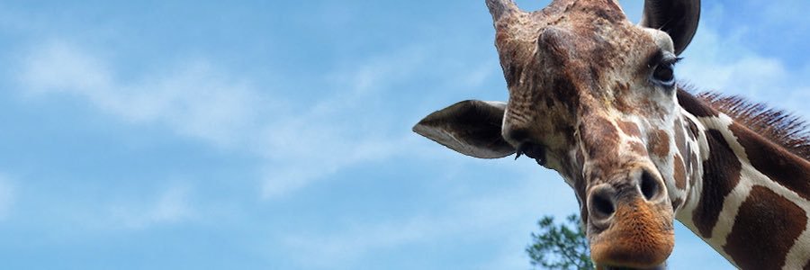 MsRankin_'s profile banner image
