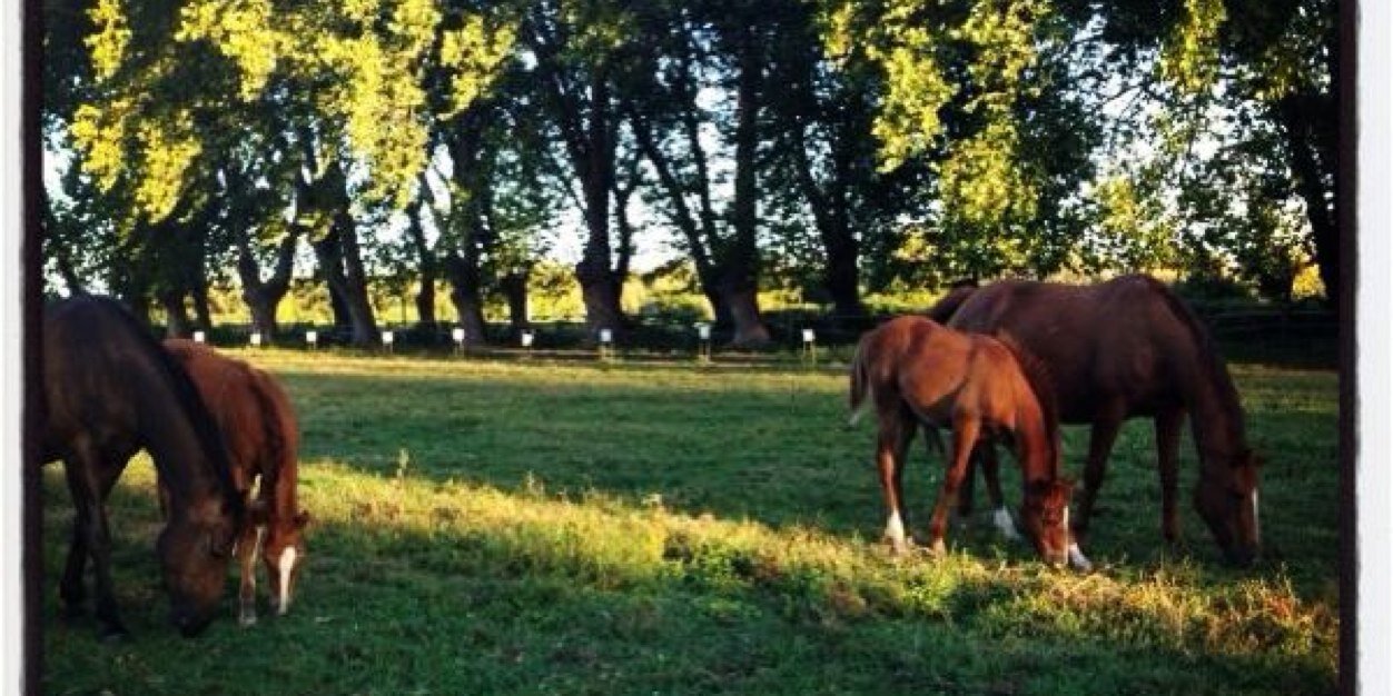 Victoria Unzurrunzag banner