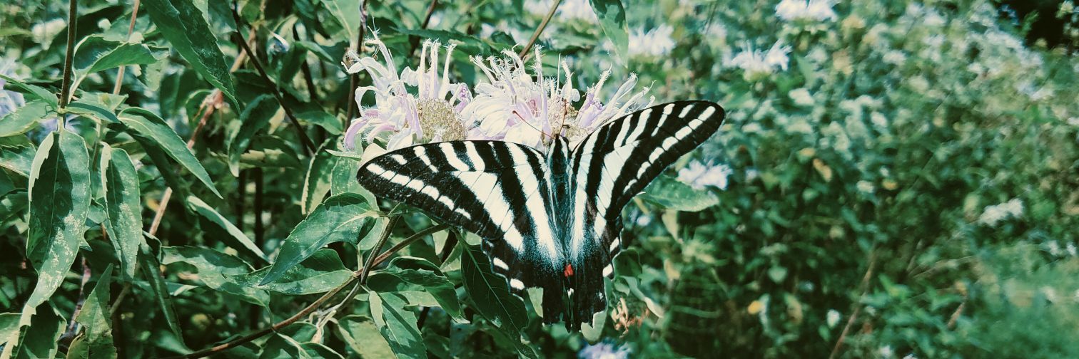 chicrevolt 🪱 crying over code ₊˚⊹ᡣ𐭩 banner