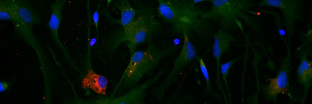 Kate M. Van Pelt, PhD ✨ banner