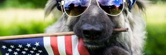 🇺🇸 U_Dog 🇺🇸's banner