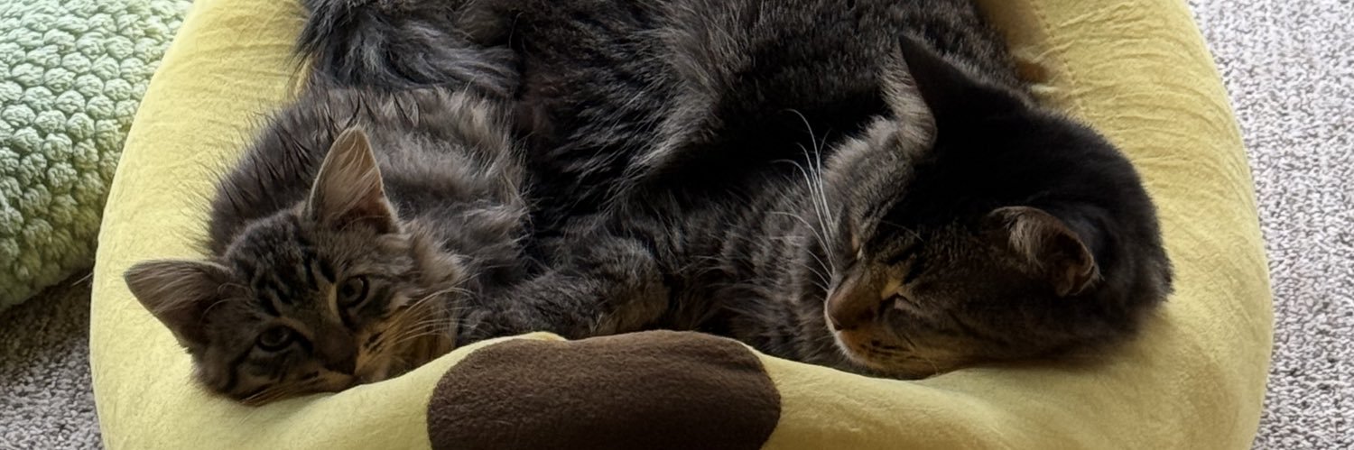 amyylho's profile banner image