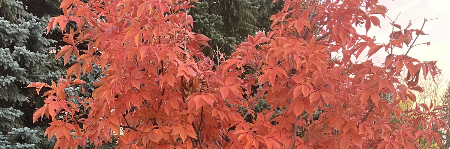 Cdn_Redhead's profile banner image