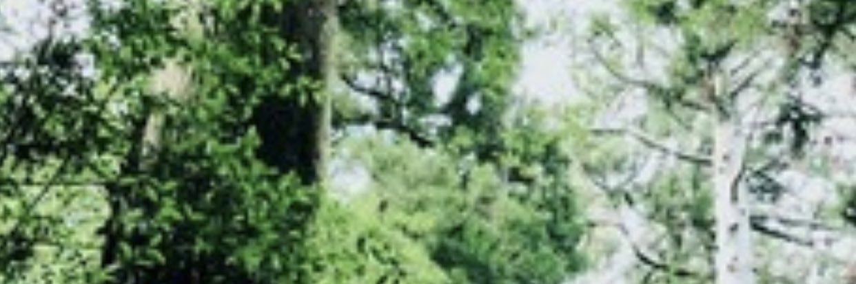 koodori's profile banner image