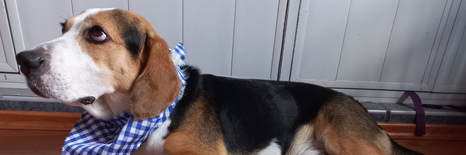 LoLuisaFernanda's profile banner image
