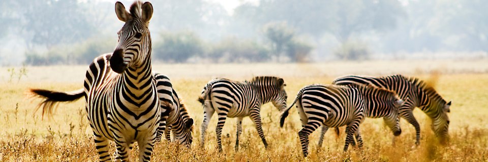 Safari Travel Bags banner