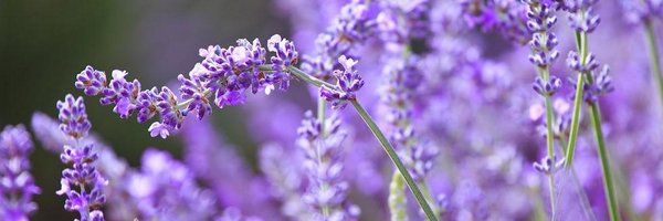 ayynarrygasm Profile Banner