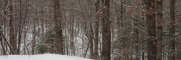 Timpavlick Profile Banner