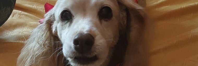 Pepazzz's profile banner image