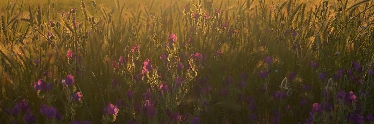 scgs28's profile banner image