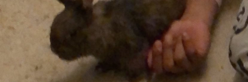 Ayzebel_'s profile banner image