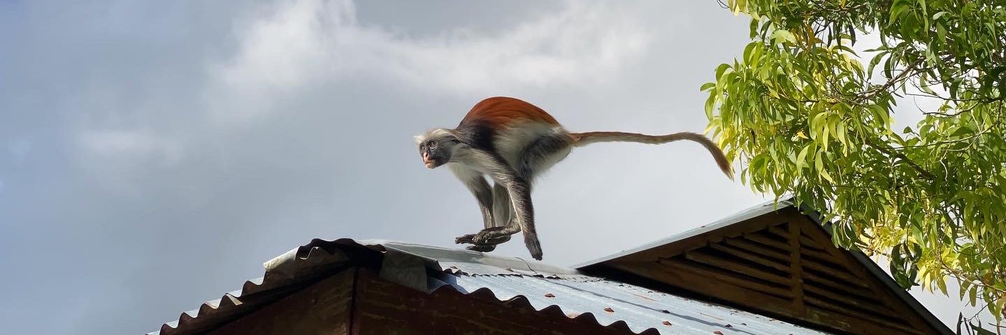 Zanzibar Red Colobus Project banner