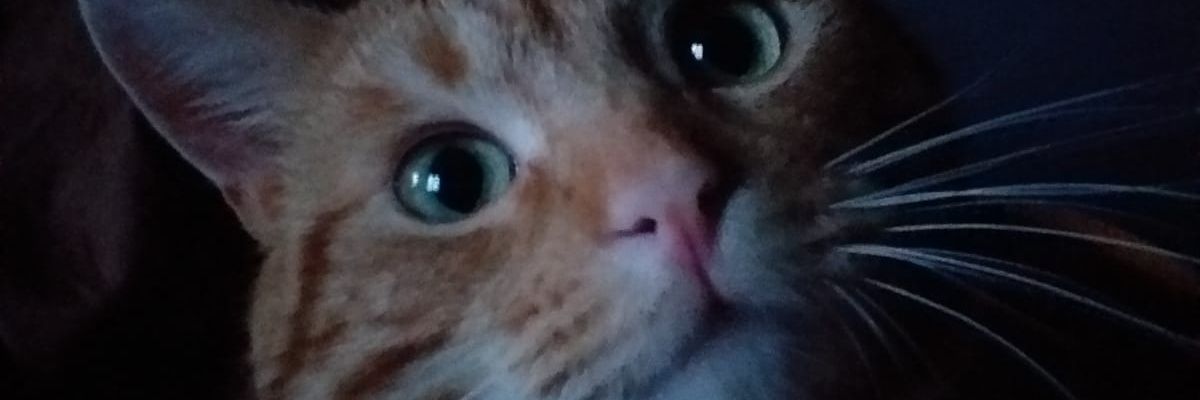 Taylor53954404's profile banner image