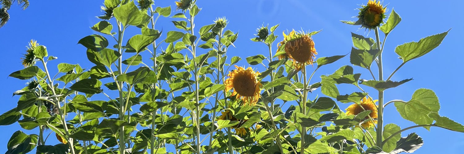 dubonj's profile banner image