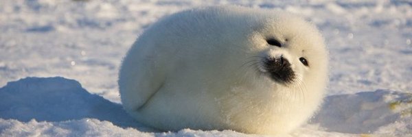 Sloimay Profile Banner