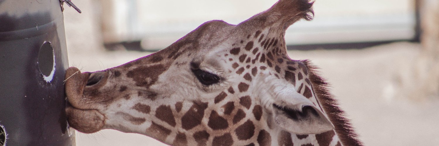 Mandy Tremelling ✨is querying & writing✨ banner