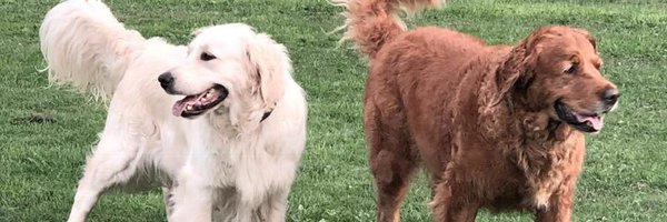 stevelovescake Profile Banner