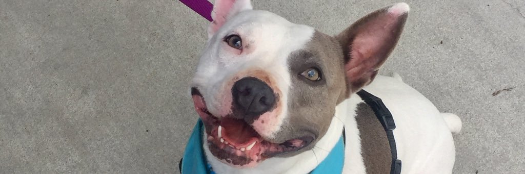 southofthebully's profile banner image