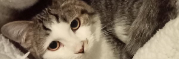 Lolo11DS Profile Banner