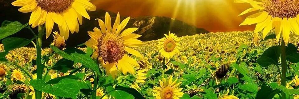 ❤🖤 Luciana 🇳🇮 banner