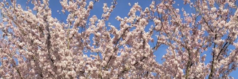 ShanaiyaX's profile banner image