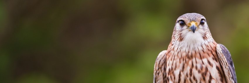 fdinolfo's profile banner image