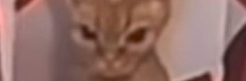 giswolfie's profile banner image
