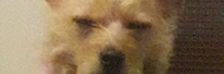 tefisolis's profile banner image