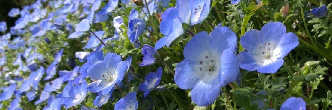 小鳥鳥子＠『甘々なペンギン日和』 banner