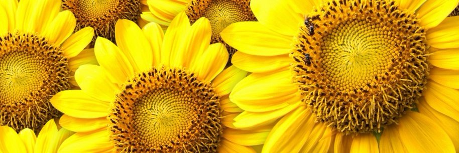 daisydeerata's profile banner image