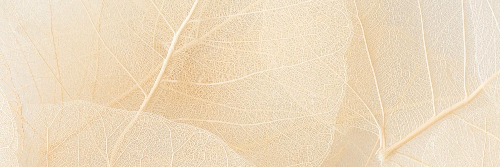 freychetm's profile banner image