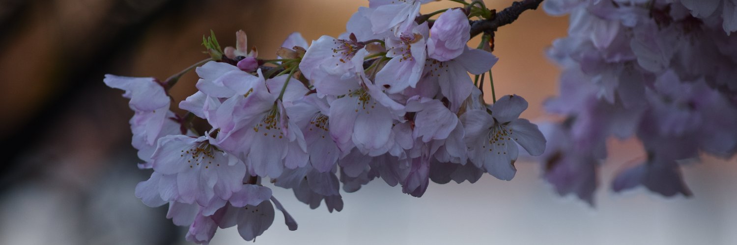 GabrielaRodil's profile banner image