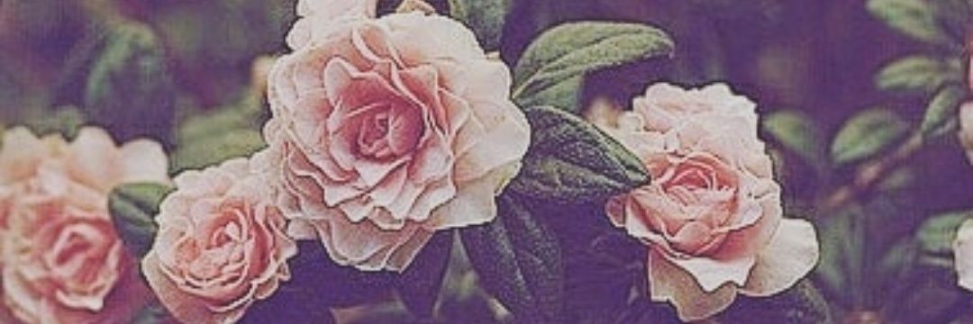 RepettoSofia's profile banner image