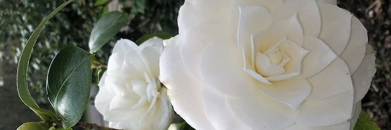 roseclare41's profile banner image