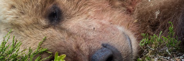 FrobertOle Profile Banner