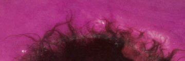 Kate's Bush banner