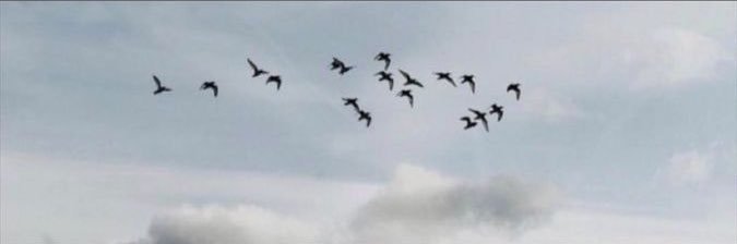 𝚁𝙴𝙽𝙰𝙳 banner