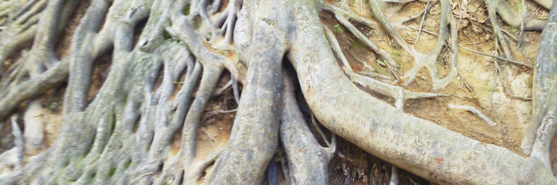 Rachel H. White banner