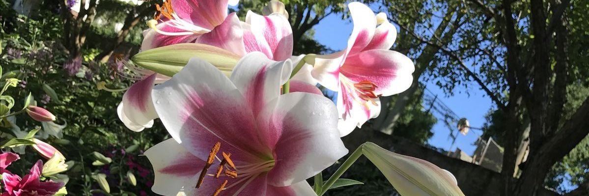 daisy_zip's profile banner image